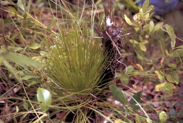 Longleaf seedlings growing close to the ground look grass-like